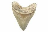 Fossil Megalodon Tooth - North Carolina #378078-1
